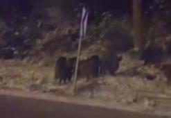 Amasya’da domuz sürüsü görüntülendi