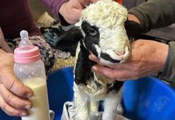 1 haftalık kuzuya evde bebek gibi bakıyorlar