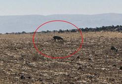 Anadolu parsı, bu kez Şırnak'ta görüntülendi