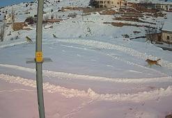 Köye inen vaşaklar, kurtlar tarafından kovalandı