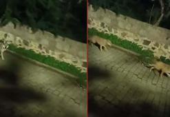 ‘Kurtlar, şehir yaşamına alıştırılan yaban domuzlarını izleyip kent merkezlerine kadar inebiliyor’