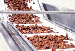 Kuru kayısı ihracatından 303 milyon 584 bin dolar gelir