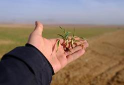 Konya Ovası’nda son yağışlar yüz güldürdü