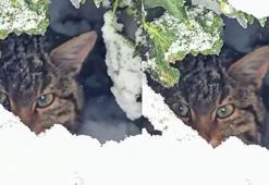 Yaban kedisi fotokapanla görüntülendi