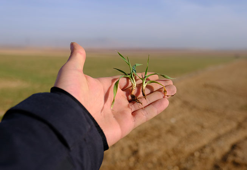Konya Ovası’nda son yağışlar yüz güldürdü
