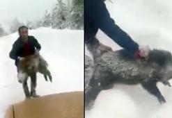 Yolda önüne çıkan yaban domuzunu elleriyle yakalayan sürücü: Kimse denemesin