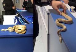 Kafeye mısır yılanı ile gitti; 11 bin 977 TL ceza yedi