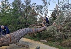 Bodrum'da ağaçlar devrildi, feribot seferleri iptal edildi