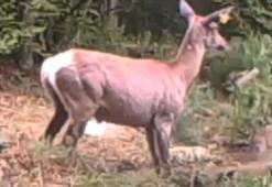 Su birikintisine giren geyik fotokapanda