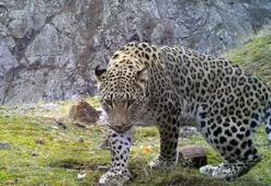 Anadolu parsına zarar vermenin cezası 45 milyon TL