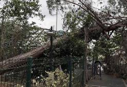 İstanbul’da kuvvetli rüzgar: Çatı uçtu, ağaçlar devrildi