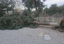 Buldan'da kuvvetli fırtına, baca kapağını uçurdu, ağacı devirdi