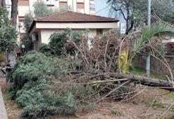 Manisa'da kuvvetli rüzgar nedeniyle çatılar uçtu, ağaçlar devrildi; 1 yaralı