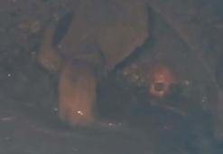 Manisa'da çöken yolda insan kafatası ve kemikler bulundu