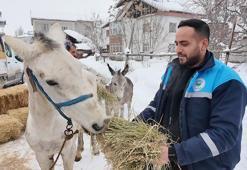 Sokağa terkedilen hayvanlara sahip çıkan besiciye yem desteği