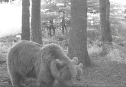 Kış uykusuna yatmayan anne bozayı, 3 yavrusuyla fotokapana yansıdı