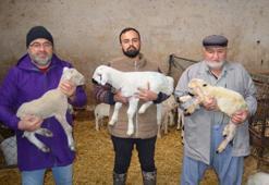 3 kuşaktır, koyun yetiştiriyorlar