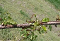 'Arazide en fazla zararı ilkbahar donu verir'