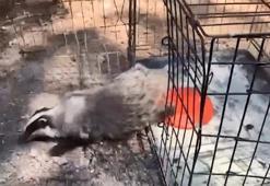 Tedavisi tamamlanan 132 yaban hayvanı doğaya salındı