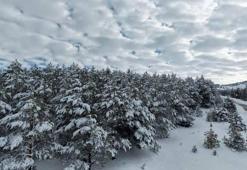Kardeşler Ormanı'ndan 'karlı' Sivas manzarası