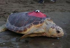 Caretta caretta 'Tuba', 5 ayda 10 bin kilometre katetti