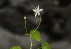 İzmir'de endemik bitki türü keşfedildi; İzmir göbek otu