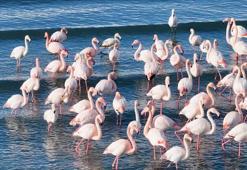 Flamingolar soğuk havaya rağmen göç etmedi