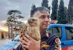 Tavukların arasında bulunan kanadı kırık şahin, tedaviye alındı