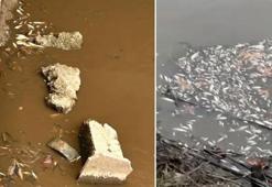 Yeşilırmak'ta balık ölümleri görüldü