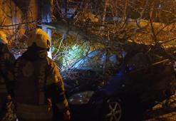 Beykoz'da fırtınada devrilen ağaç 2 otomobilin üzerine düştü