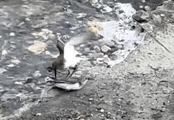 Milleyha'da kara karınlı kum kuşlarının yiyecek mücadelesi