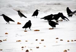 Ercişli fırıncı, sokak hayvanları ve kuşlar için doğaya yiyecek bıraktı