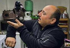 Yaralı halde bulup tedavi ettirdiği karga, iş yerinde yanından ayrılmıyor