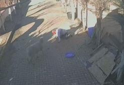 Silivri'de beslediği koçun dakikalarca saldırısına uğradı, kaburgaları kırıldı