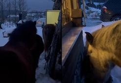 Karla kaplı yaylada aç kalan yılkı atları evlerin bahçelerine girdi