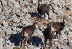 Munzur Dağları’nda çengel boynuzlu keçiler dronla görüntülendi