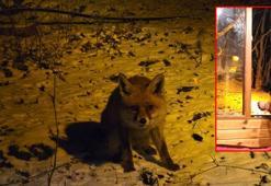 Kartepe’de yiyecek arayan tilkiyi, eliyle besledi