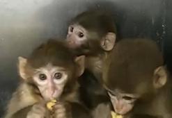 Denetimde ele geçirilen 3 makak maymunu koruma altına alındı