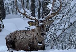 Karla kaplı Kuzuyayla Tabiat Parkı'nda kızılgeyik kamerada