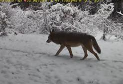 Karabük’te yaban hayatı fotokapana yansıdı