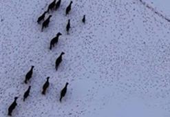 Yiyecek bulamayan yılkı atları kent merkezine indi