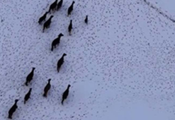 Yiyecek bulamayan yılkı atları kent merkezine indi