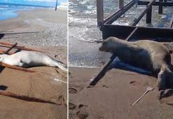 Akdeniz foku sahilde görüldü