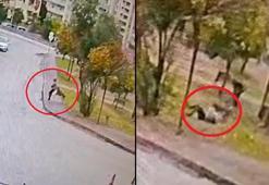 Sahipsiz 2 kurt köpeği, tasmayla gezdirilen evcil köpek ile sahibine saldırdı