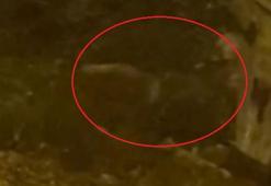 Mahalleye inen tilki çöp konteyneri etrafında görüntülendi