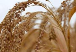 TÜİK: Tarım ürünleri üretici fiyatları aralıkta arttı