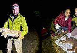 Dr. İlemin: Karakulak türünü Akdeniz ekosistemi için gösterge tür olarak tescilledik