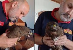 Giresun’da yaralı bulunan şahin, koruma altına alındı