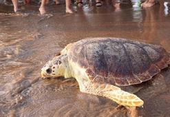 Arka yüzgeci ampute edilen 'Atlas', dünyayı dolaşıyor