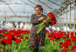 Antalya'da üretilen 850 milyon dal çiçeğin yüzde 75'i ihraç edildi